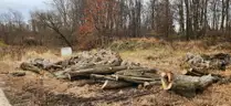 Wood pile