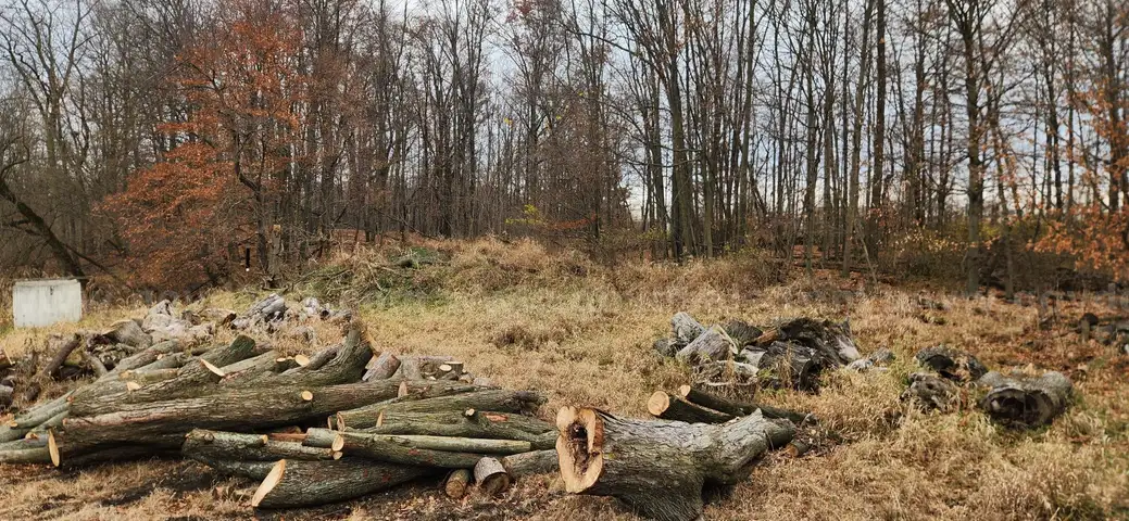 Wood pile