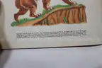 (12) A Little Golden Book Children&#x27;s Books