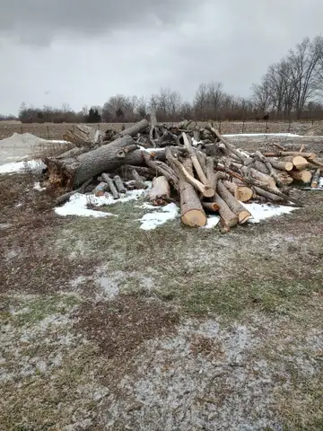 LOT of Firewood