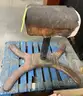 **** MEDART EARLY 20 TH. CENTURY ANTIQUE LEATHER POMMEL HORSE WITH CAST-IRON BASE **** (I)