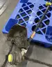 **** RYOBI FULL CRANK 2-CYCLE TRIMMER **** (I)