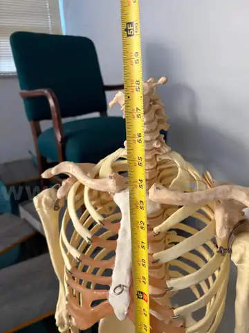 Synthetic Skeleton w/o head