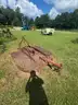 Bush Hog