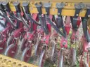2015 Haybuster 77C Seed Drill