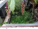 CUSTOM GOOSENECK PYROLOSIS UNIT
