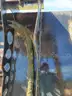 Blue Diamond 72&#x22; Cutter