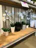 REAL ESTATE STAGING COMPANY BUSINESS CLOSE OUT SURPLUS