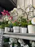 REAL ESTATE STAGING COMPANY BUSINESS CLOSE OUT SURPLUS