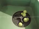 Playmate Tennis Ball Server Machine