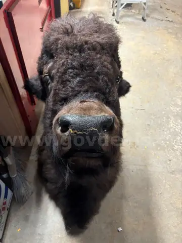 Mascot Head - Bison