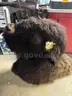 Mascot Head - Bison
