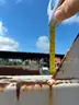 WHITE 2003 INTERNATIONAL DUMP TRUCK 4200