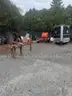 1984 Utility Pole Trailer