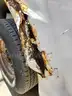 2001 Ford F-250 SD REGULAR CAB PICKUP 2-DR, 5.4L V8 SOHC 16V.