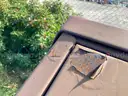 Brown Garbage Cans