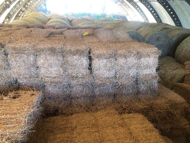 100 Small Square Bales of Alfalfa Hay | AllSurplus