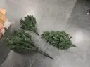 Christmas Tree and Stand