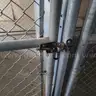 Dog Kennels
