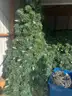 40 ft Panel Christmas Tree