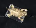 10K Yellow Gold Horned Toad Design Pin/Brooch, 6.0 Grams