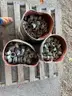 LOT: Large Qty Of A325T &#x26; Chicago 3/4&#x22; Wire Rope Clips