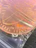 ONE 1 OZ OUNCE COPPER ROUND- CAN SHIP!! MA