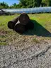 15&#x22;x8&#x27; Treated Posts