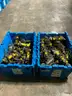 Lot of 39 Symbol LS3408 Long Range Rugged Handheld Barcode Scanners 2 Totes #W37