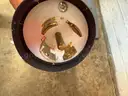 Hobart 45 qt Cutter Mixer w/ Stainless Tilting Bowl - LIKE NEW  SEE VIDEO!!