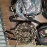 Lot of Handbags, Clear Bags, Purses for Woman (6) &#x22;JM&#x22;