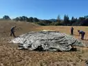 Tent General Purpose Medium Military Tent