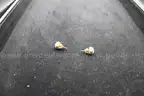 EARRING, PAIR (1)
