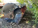 Bobcat BROO Broom