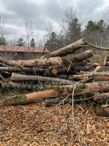 Firewood - 3' to 12' Ash Logs