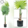 Brand New - Artificial Windmill Palm Tree 47 inch - Shipping Available
