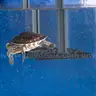 Brand New - PENN-PLAX Reptology Turtle Topper Above Tank Basking Platform - Shipping Available