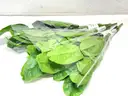 Brand New - 3PCS - 32IN Artificial Plants  Without a Pot - Shipping Available