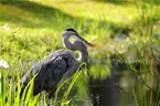 Buildable End Lot in Punta Gorda, Florida, Burnt Store Lakes