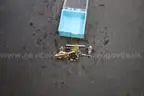 Lot of (2) Coins &#x26; (4) Tie Pins