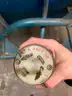 AEROVENT 36L224UM1160-1-1/2 UM FAN