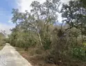 Undeveloped Half-Acre in Webster, FL