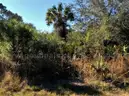 Residential, Level lot in Undeveloped North Port, FL