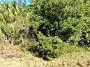 Undeveloped, Residential Lot in North Port, FL Near Cul-de-sac