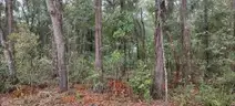 Wooded Home Site in Hernando, FL