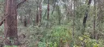 Wooded Home Site in Hernando, FL