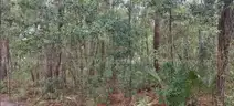 Wooded Home Site in Hernando, FL
