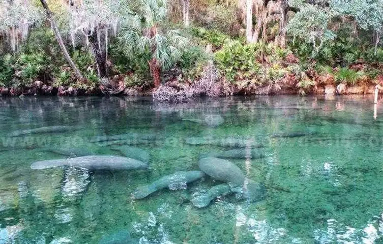 Deland, Florida - 3 Adjoining Lots - Near Blue Springs State Park!!!