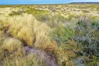 Incredible 51-Acre Country Paradise in the Findlay Mountains, Texas