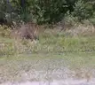 Wooded Bayside Park Lot on Paved Street, in Mississippi Gulf Coast